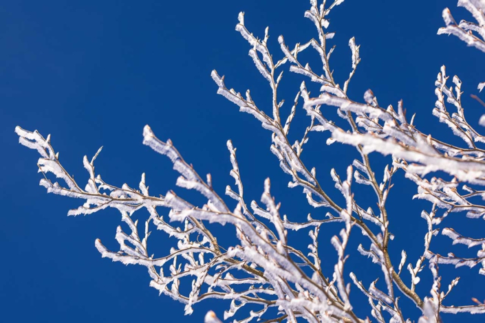 Raureif an den Ästen der Bäume