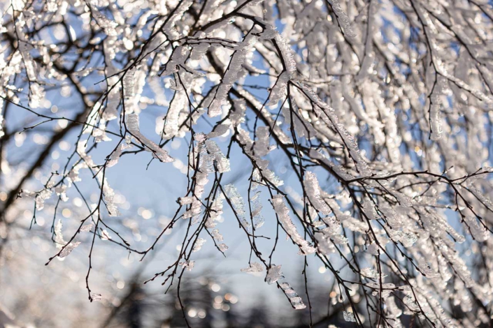 Raureif an den Ästen der Bäume
