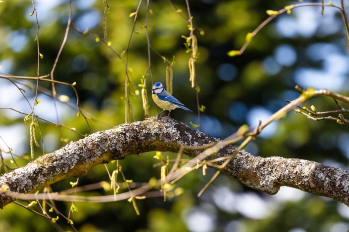 Blaumeise im Garten