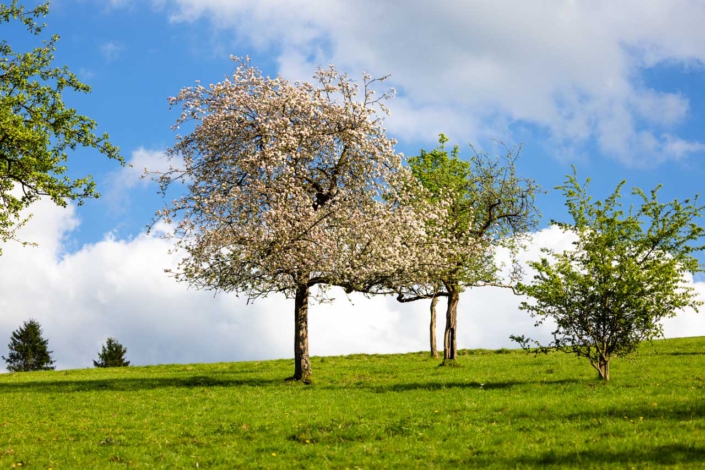 Blühender Apfelbaum