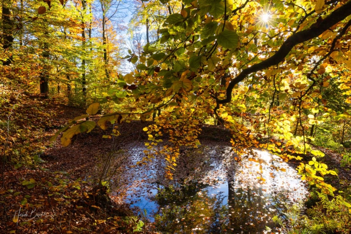 Bruderteich im Wilzenberg