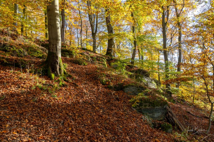 Rotbuchenwald mit Felsen im Wilzenberg