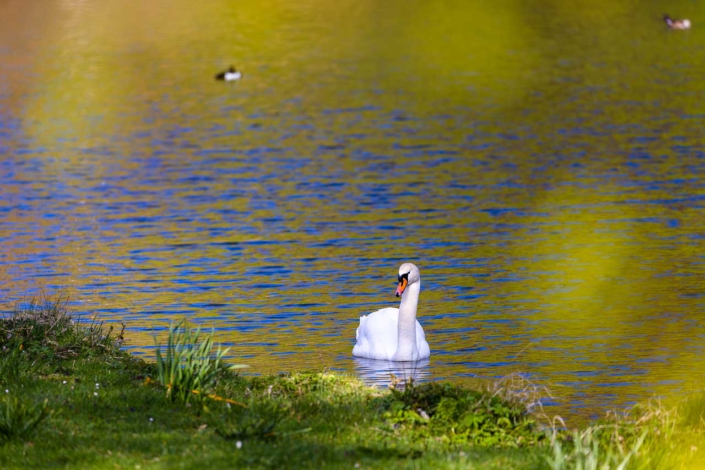 Schwan