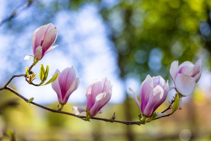 Magnolienblüten
