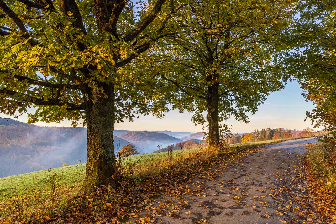Herbststimmung im Sauerland – Farbenprächtiger Laubwald und mystische Lichtstimmungen