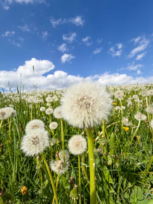 Pusteblumenwiese
