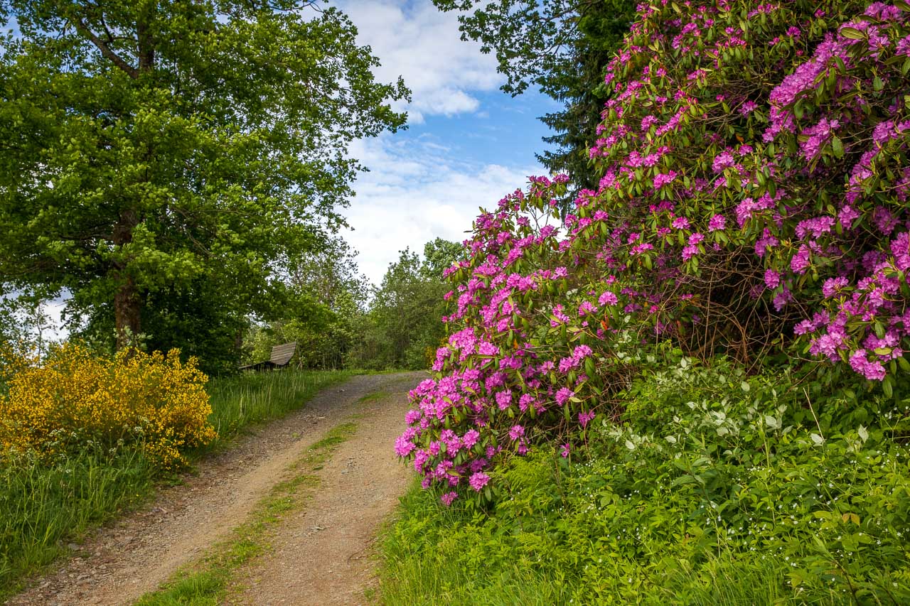 Frühlingserwachen im Sauerland – Naturfotografie mit ersten Frühlingsfarben im Tal