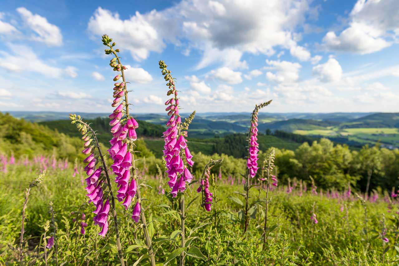 Sommerlandschaft im Rothaargebirge – Weite Aussichten und blühende Natur im Hochsauerland