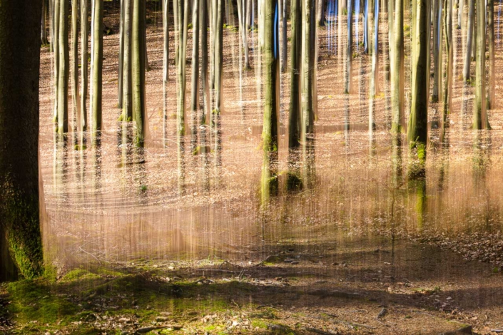 Buchenwald im März – ICM und Doppelbelichtung