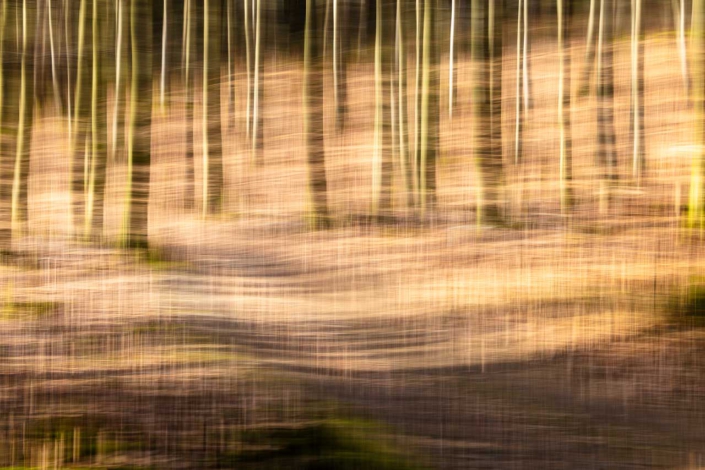 Buchenwald im März – ICM und Doppelbelichtung