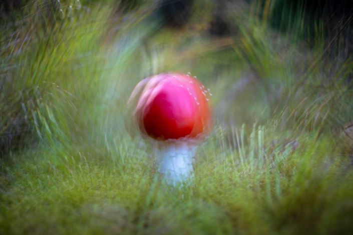 Fliegenpilz – Mehrfachbelichtung