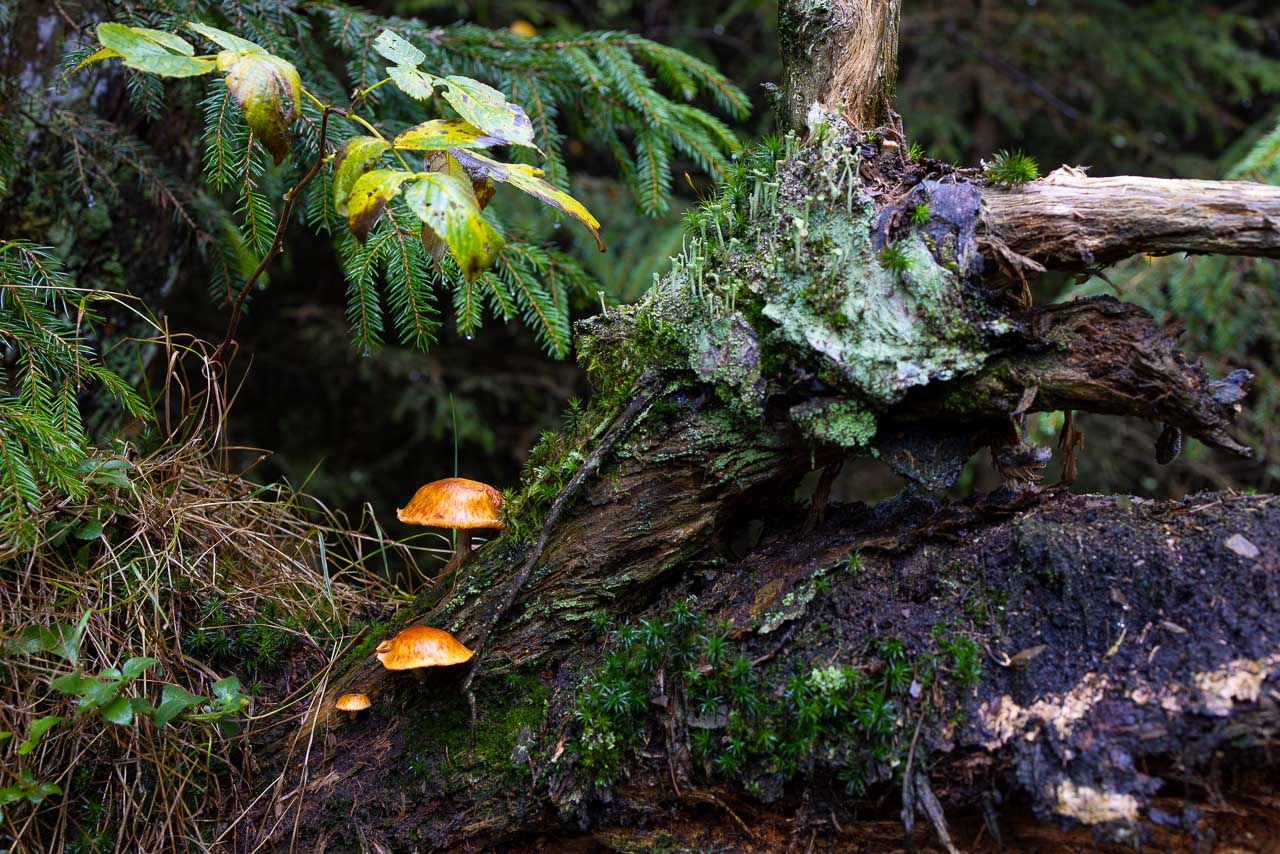 Pilze und Flechten