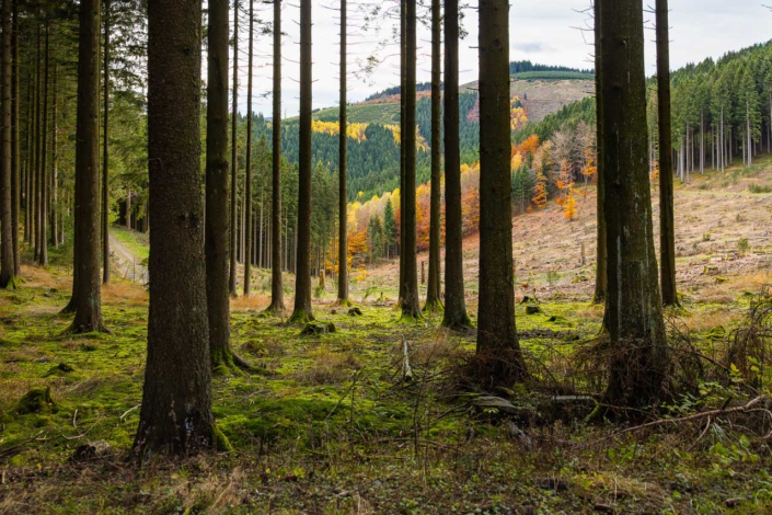 Bunter Blick durch die Bäume