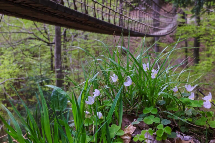 Hängebrücke Frühjahr
