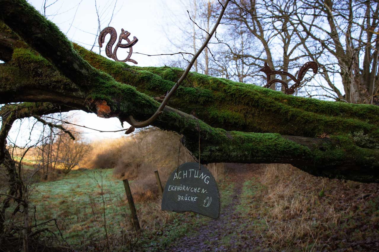 Eichhörnchen-Brücke