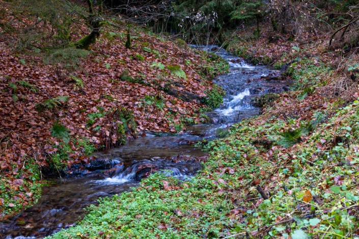 Bach oberhalb des Mühlenteichs