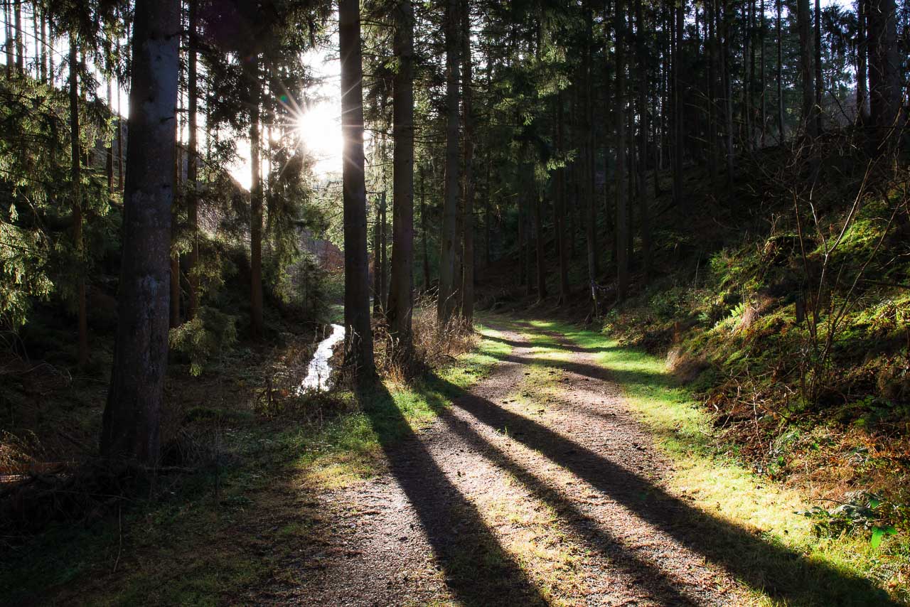 Lichtdurchfluteter Waldweg