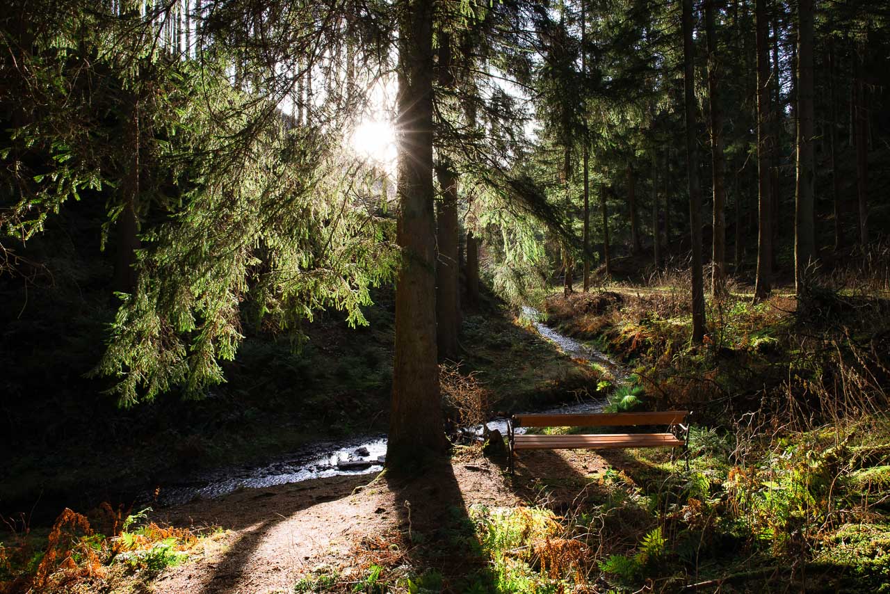 Sitzbank mitten im Wald