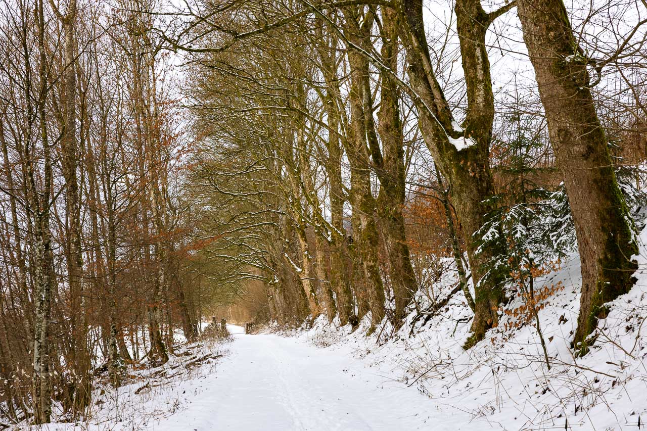 Alte Bäume am Wiesenweg Mühlenteich-Weg in Schmallenberg-Grafschaft