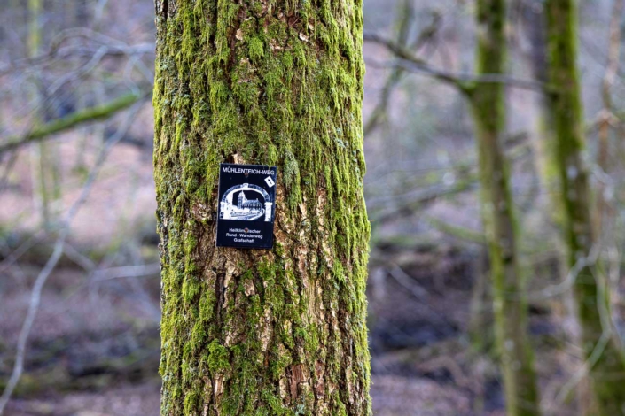 Wegmarkierung an bemoostem Baumstamm