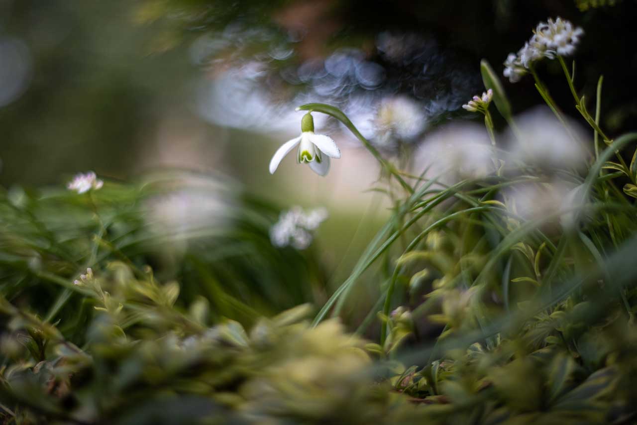 Aufnahme mit Pentacon50mm Schneeglöckchen - aufgenommen mit Pentacon 1.8/50