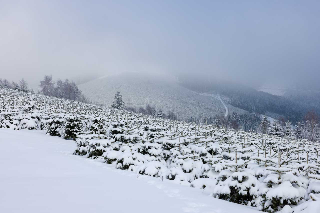 Kleine Weihnachtsbäume