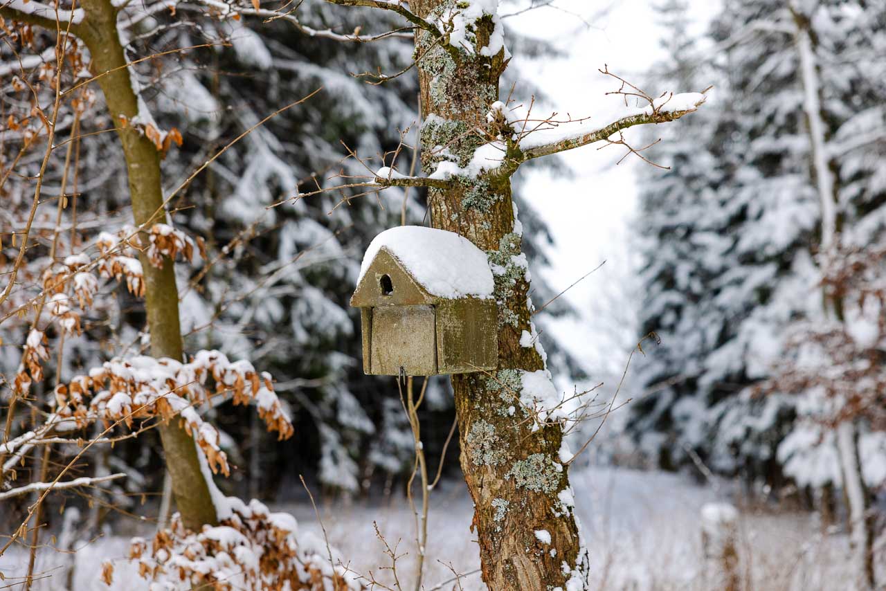 Meisenkasten am Baum
