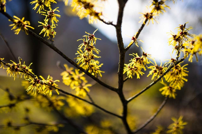 Die ersten Frühlingsfarben