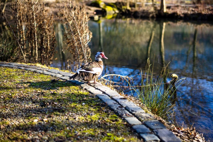 Auch die Enten genießen die Sonne