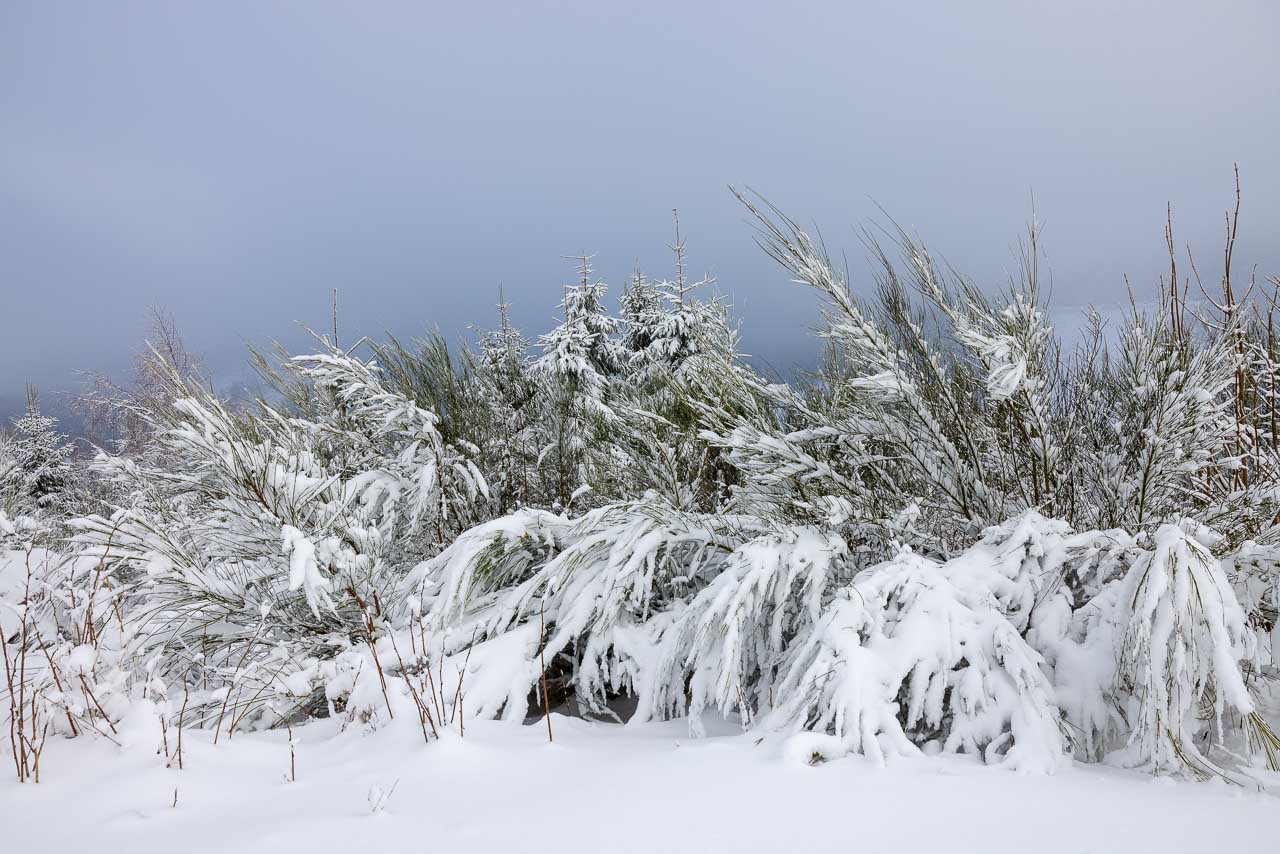 Schneebedeckte Sträucher