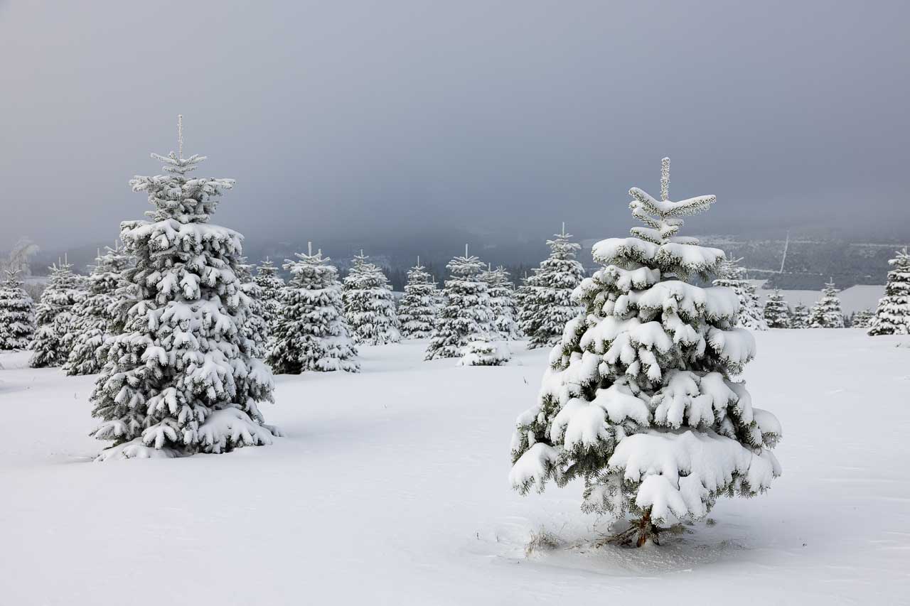 Schneebedeckte Tannen_