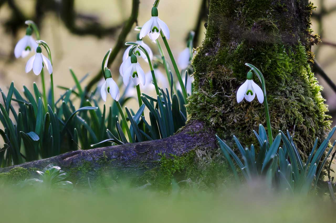 Schneeglöckchen im Garten