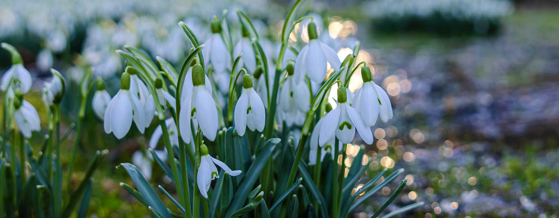 Schneeglöckchen von Wasser umgeben
