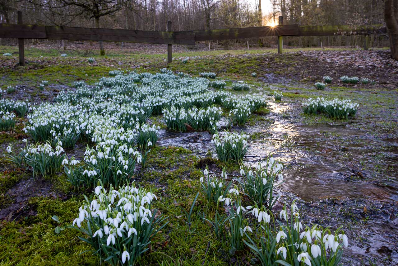 Schneeglöckchen