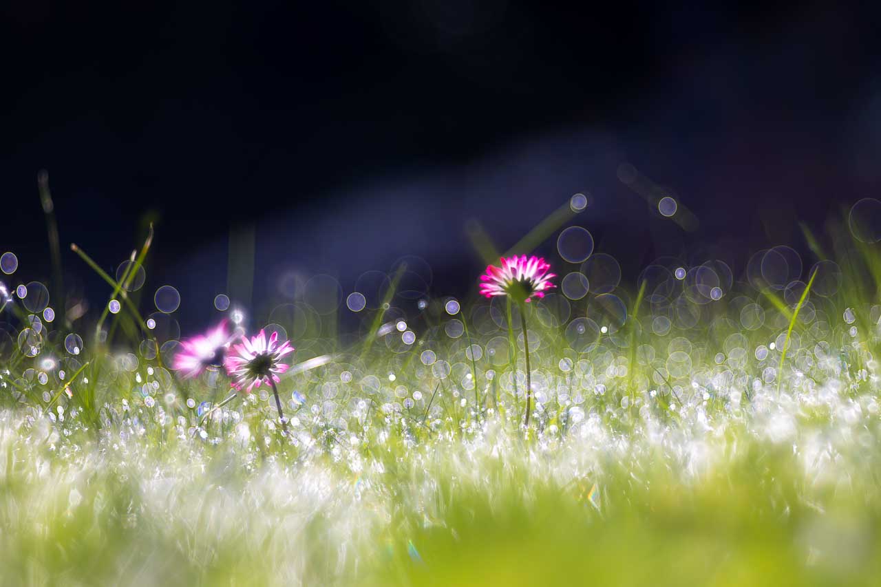 Seifenblasen-Bokeh mit Trioplan 100 Seifenblasen-Bokeh - aufgenommen im Trioplan 100