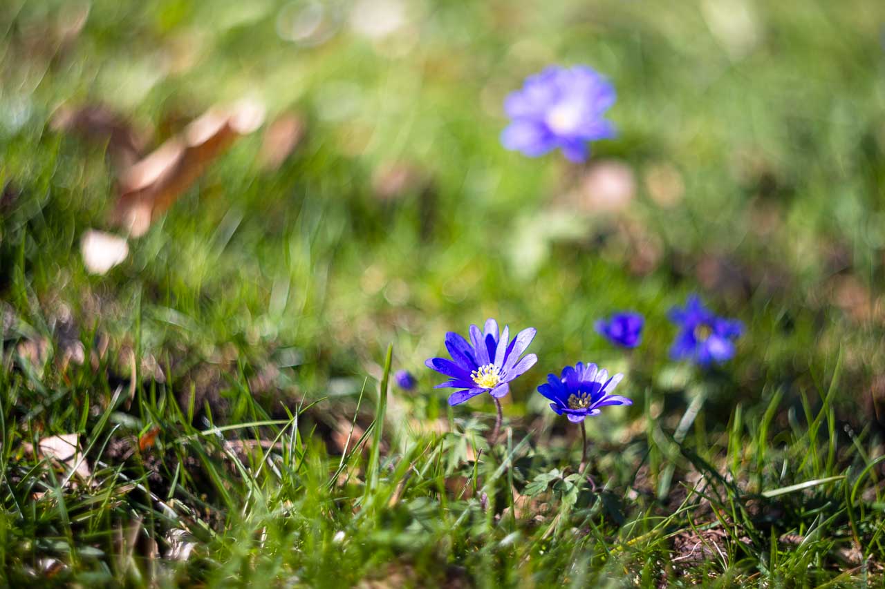 Swirly-Bokeh mit Helios44-2 Helios 44-2 Swirly Bokeh Effekt