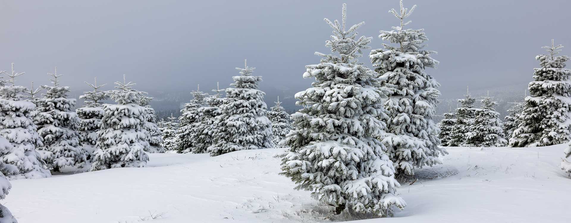 Verschneite Tannenbäume