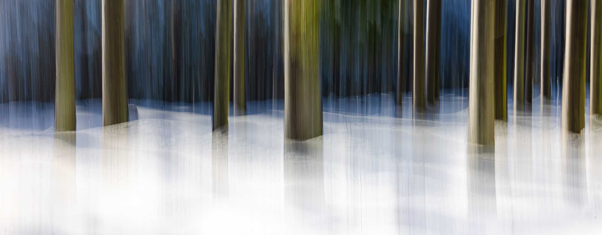 Abstrakte ICM-Fotografie eines Winterwaldes mit vertikal verschwommenen Baumstämmen und blauen Schattenwellen im sonnigen Schnee.