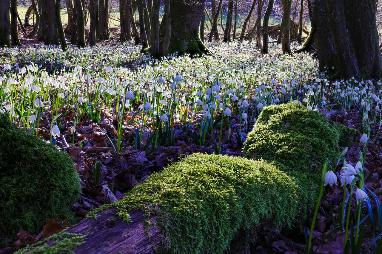 Alte bemooste Äste Märzenbecher blühen neben bemoostem Totholz