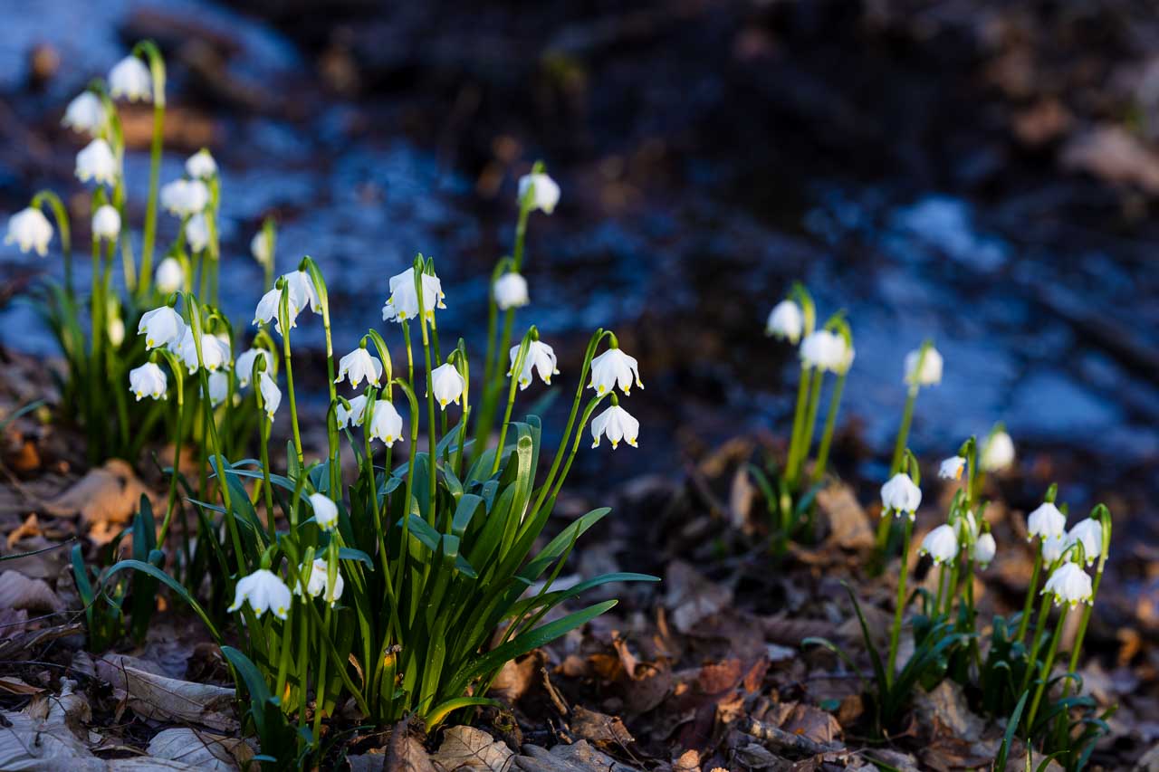 Märzenbecher am Wasser Märzenbecher blühen am Ufer eines kleinen Baches