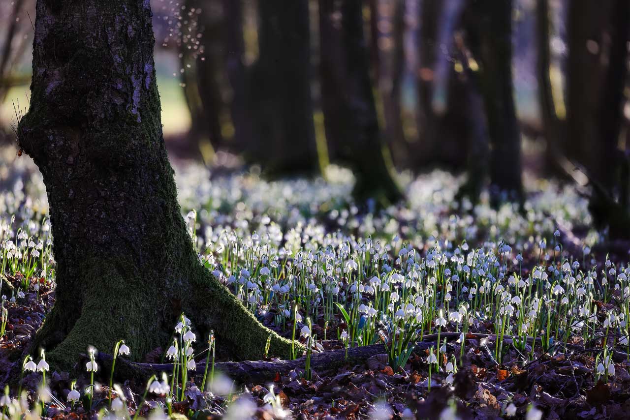 Märzenbecher im Märchenwald Ein Teppich voller Märzenbecher im Buchenwald