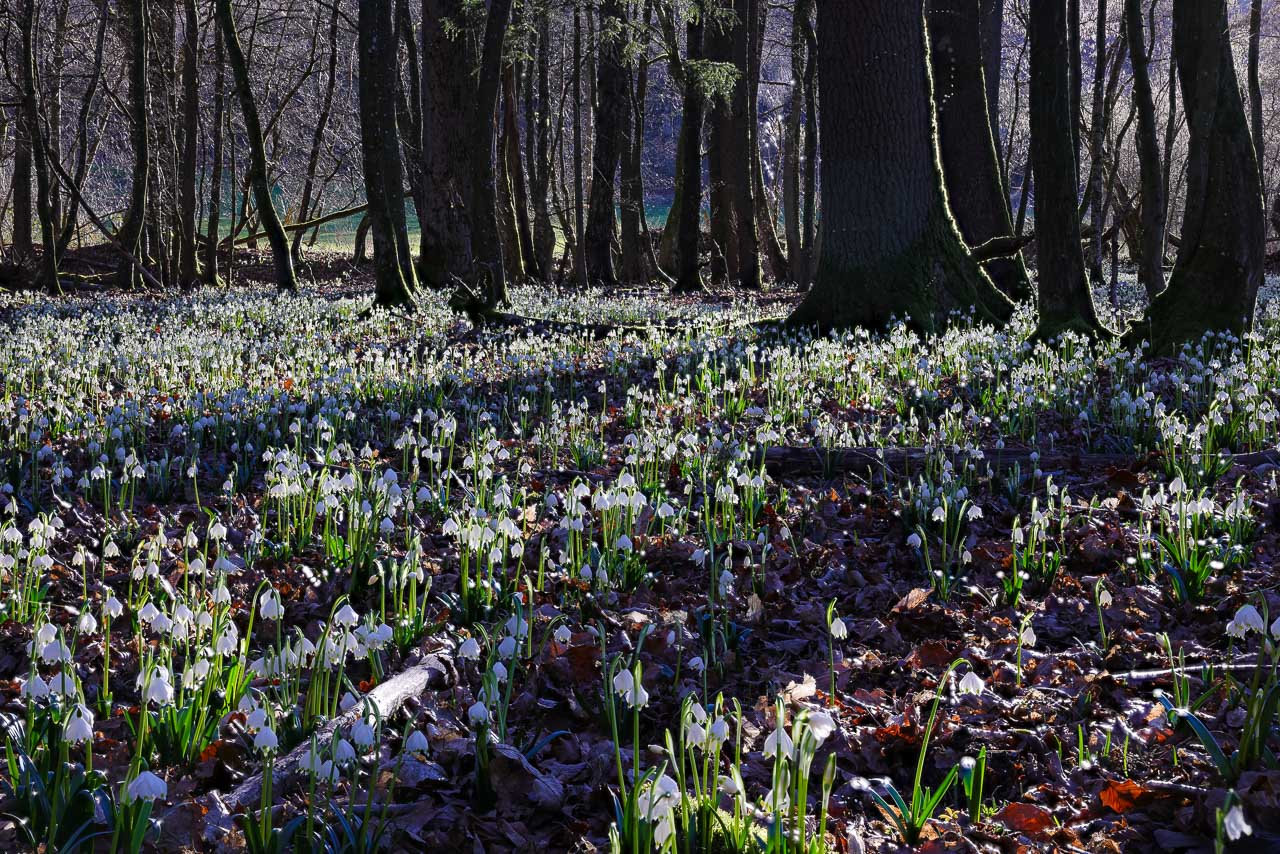 Märzenbecherwald Ein weißes Blütenmeer aus Märzenbechern
