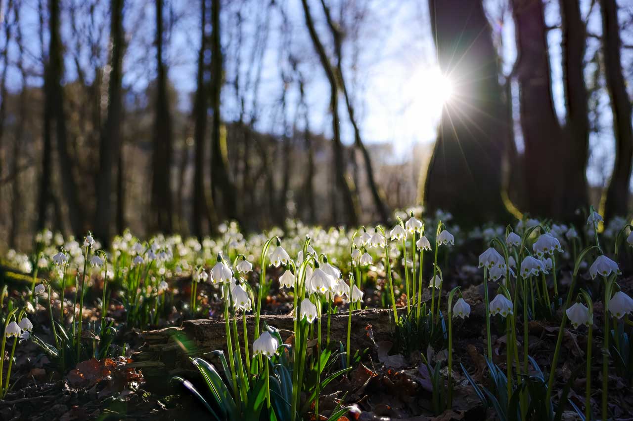 Sonne durchflutet den Märchenwald Die Frühlingssonne durchflutet den Märzenbecherwald