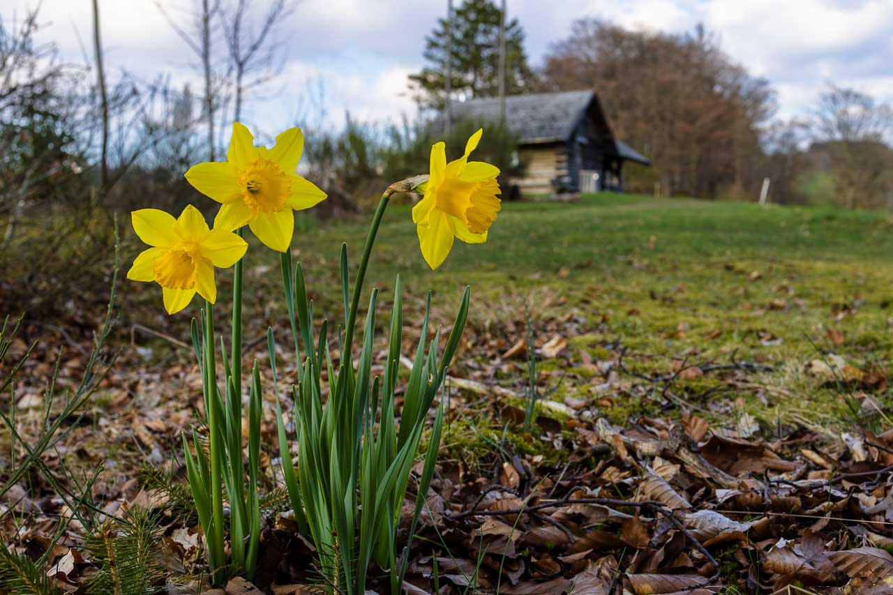 Braken-Hütte Osterglocken blühen an der Brakenhütte in Nordenau