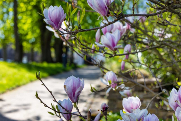 Magnolienblüten