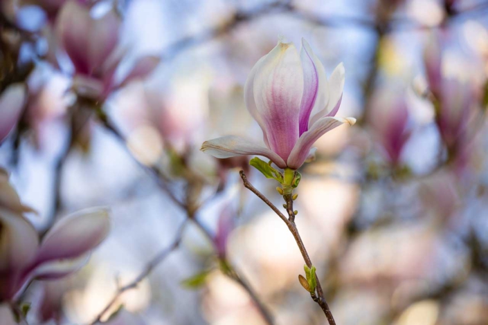 Magnolienblüte