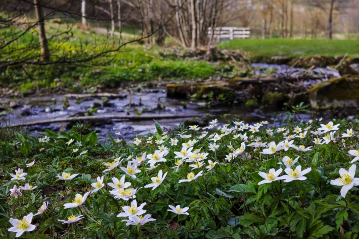 Buschwindröschen blühen im Park