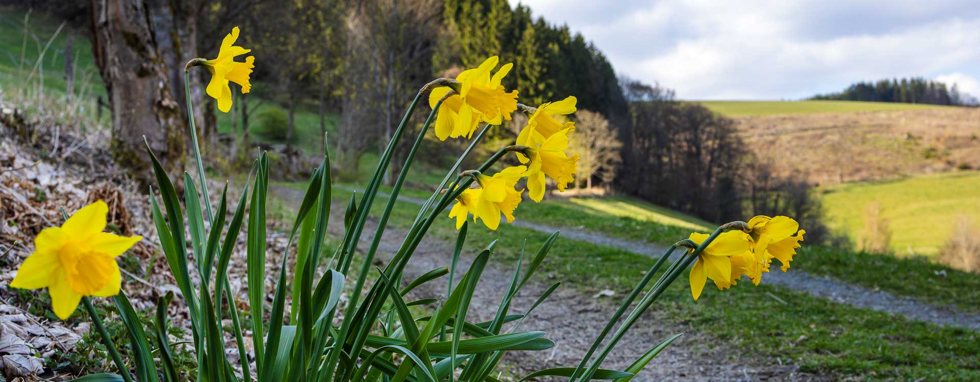 Nordenauer Osterglockenweg