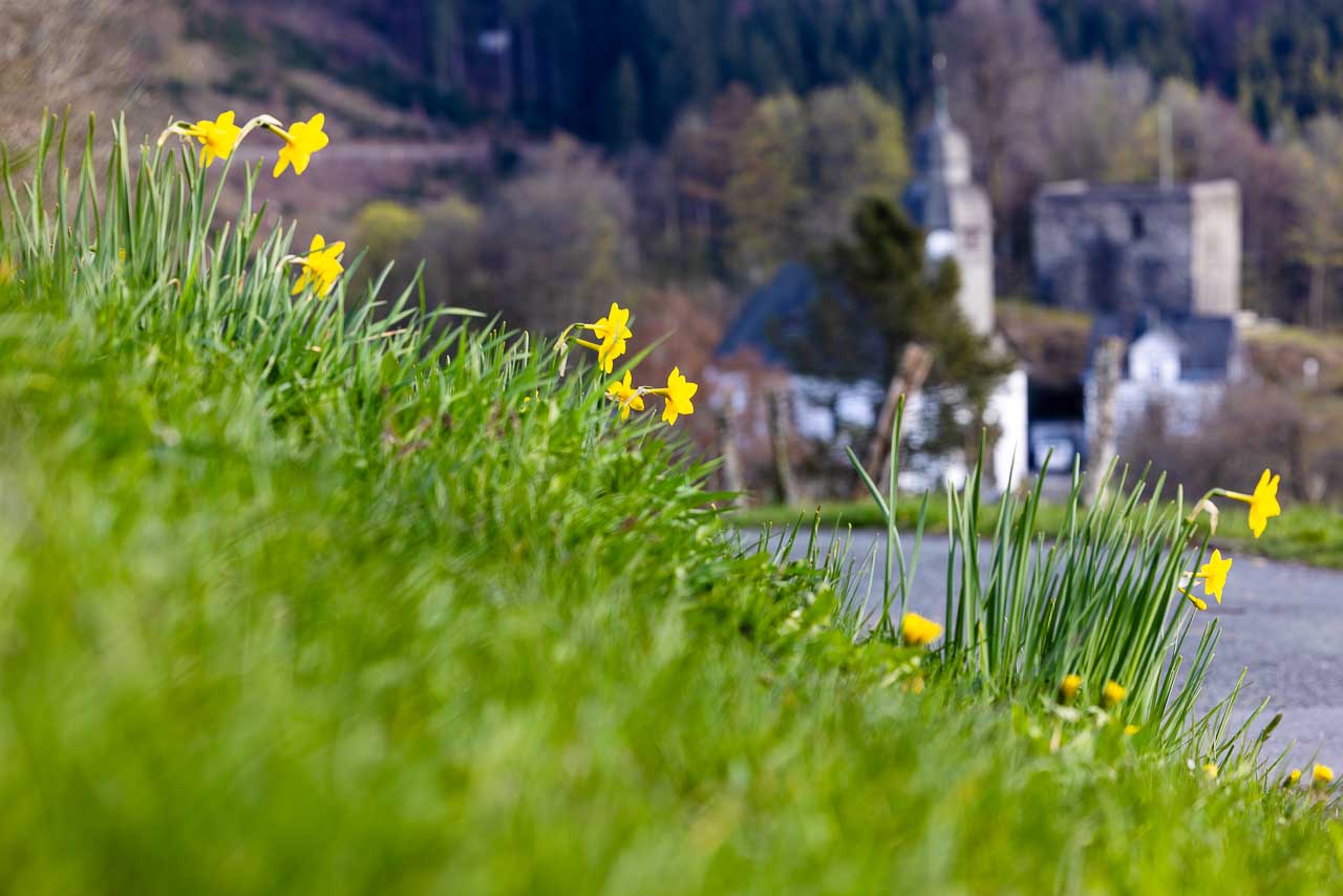 Osterglocken am Wegesrand Osterglocken blühen am Wegesrand in Nordenau