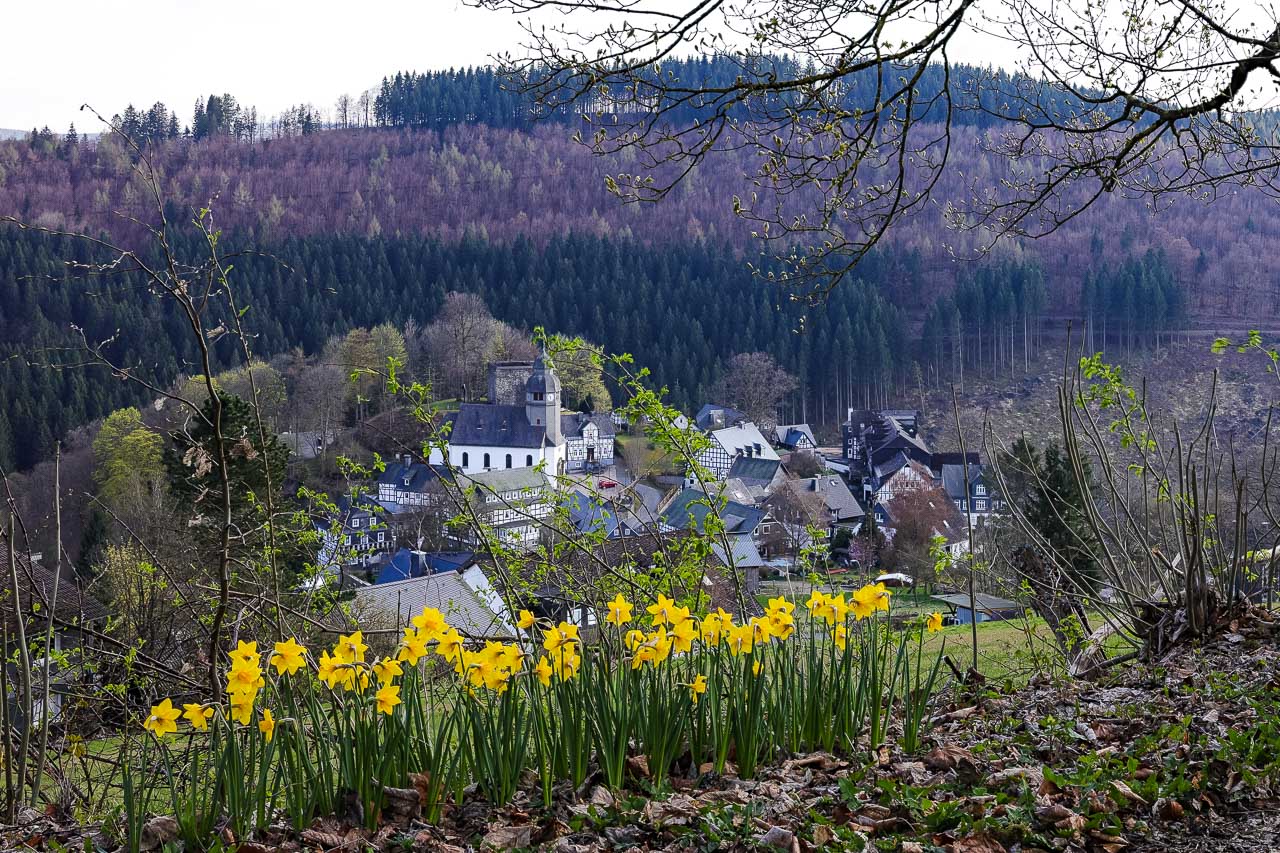 Osterglocken blühen in Nordenau Blühende Osterglocken mit Blick auf die St. Hubertus Kirche und Burg Rappelstein.